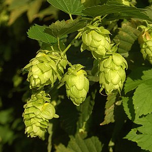 Hopfen (Humulus lupulus) Hier sieht man eine Hopfenplanze. In der Naturheilkunde benutzt man vom Hopfen die Zäpfchen, da sie Bitterstoffe wie Humulon und Lupolan, ätherische Öle und Flavonoide enthalten.