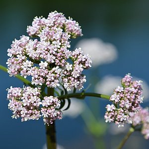 Baldrianblüte Hier sieht man die Baldrianblüte. Der Baldrian hat eine schlaffördernde und beruhigende Wirkung.
